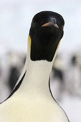 Image showing Emperor penguin (Aptenodytes forsteri)