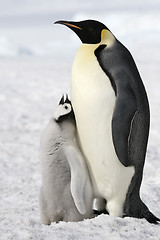 Image showing Emperor penguins (Aptenodytes forsteri)