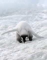 Image showing Emperor penguin (Aptenodytes forsteri)