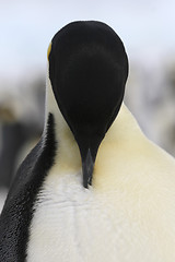 Image showing Emperor penguin (Aptenodytes forsteri)