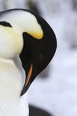 Image showing Emperor penguin (Aptenodytes forsteri)