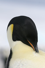 Image showing Emperor penguin (Aptenodytes forsteri)