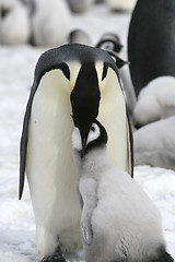 Image showing Emperor penguins (Aptenodytes forsteri)