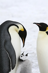 Image showing Emperor penguins (Aptenodytes forsteri)