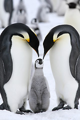 Image showing Emperor penguins (Aptenodytes forsteri)