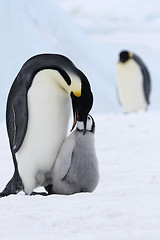 Image showing Emperor penguins (Aptenodytes forsteri)