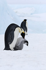 Image showing Emperor penguins (Aptenodytes forsteri)