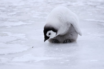 Image showing Emperor penguin (Aptenodytes forsteri)