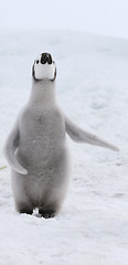 Image showing Emperor penguin (Aptenodytes forsteri)