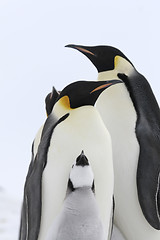 Image showing Emperor penguins (Aptenodytes forsteri)