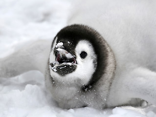 Image showing Emperor penguin (Aptenodytes forsteri)