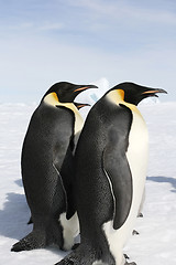 Image showing Emperor penguins (Aptenodytes forsteri)