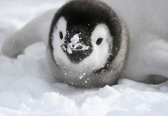 Image showing Emperor penguin (Aptenodytes forsteri)