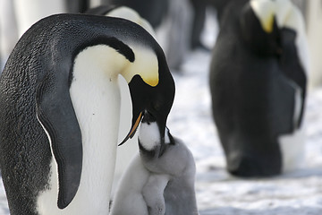 Image showing Emperor penguins (Aptenodytes forsteri)