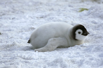 Image showing Emperor penguin (Aptenodytes forsteri)