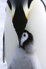 Image showing Emperor penguins (Aptenodytes forsteri)