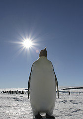 Image showing Emperor penguin (Aptenodytes forsteri)