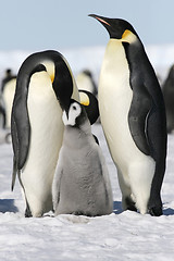 Image showing Emperor penguins (Aptenodytes forsteri)