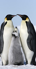 Image showing Emperor penguins (Aptenodytes forsteri)