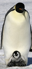 Image showing Emperor penguins (Aptenodytes forsteri)