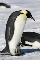 Image showing Emperor penguins (Aptenodytes forsteri)