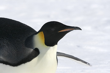 Image showing Emperor penguin (Aptenodytes forsteri)