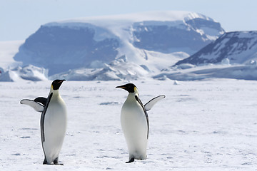 Image showing Emperor penguins (Aptenodytes forsteri)