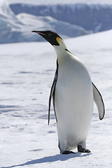 Image showing Emperor penguin (Aptenodytes forsteri)