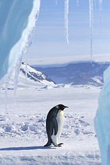 Image showing Emperor penguin (Aptenodytes forsteri)