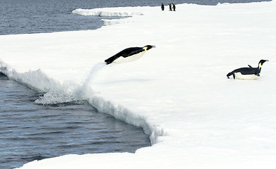 Image showing Emperor penguins (Aptenodytes forsteri)