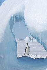 Image showing Emperor penguin (Aptenodytes forsteri)