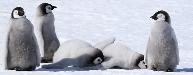 Image showing Emperor penguins (Aptenodytes forsteri)