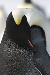 Image showing Emperor penguin (Aptenodytes forsteri)