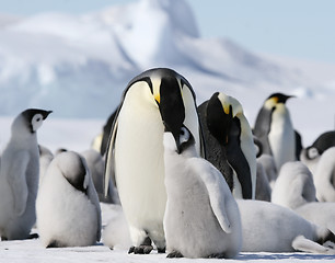 Image showing Emperor penguins (Aptenodytes forsteri)