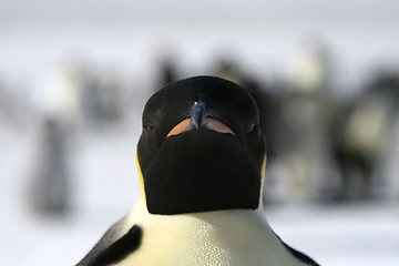 Image showing Emperor penguin (Aptenodytes forsteri)