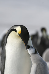 Image showing Emperor penguins (Aptenodytes forsteri)