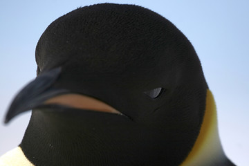 Image showing Emperor penguin (Aptenodytes forsteri)