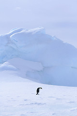 Image showing Emperor penguin (Aptenodytes forsteri)