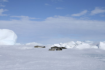 Image showing Weddell seals (Leptonychotes weddellii)