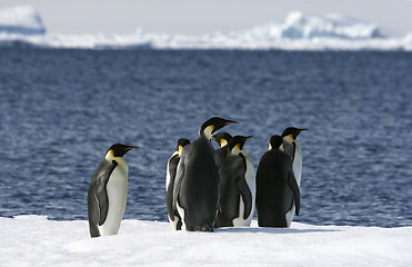 Image showing Emperor penguins (Aptenodytes forsteri)