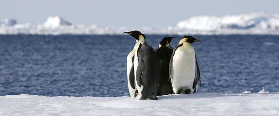 Image showing Emperor penguins (Aptenodytes forsteri)