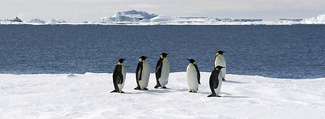 Image showing Emperor penguins (Aptenodytes forsteri)