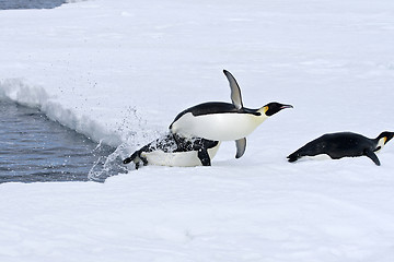 Image showing Emperor penguins (Aptenodytes forsteri)