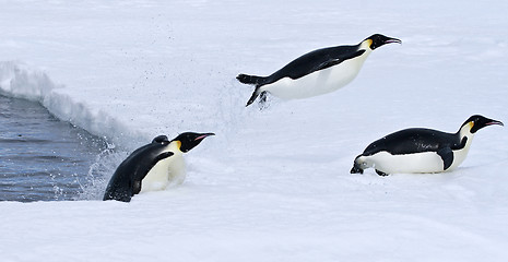 Image showing Emperor penguins (Aptenodytes forsteri)