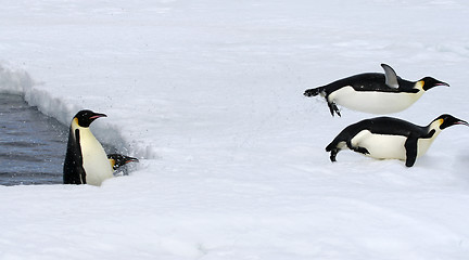 Image showing Emperor penguins (Aptenodytes forsteri)