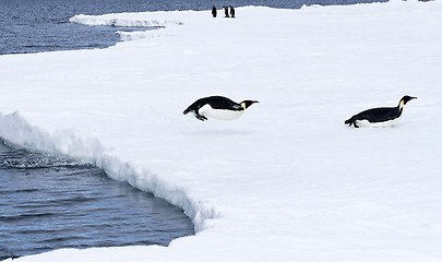 Image showing Emperor penguins (Aptenodytes forsteri)