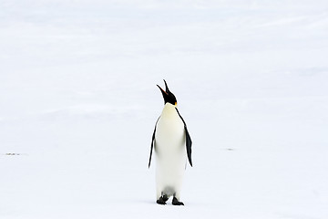 Image showing Emperor penguin (Aptenodytes forsteri)