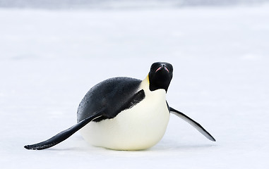 Image showing Emperor penguin (Aptenodytes forsteri)