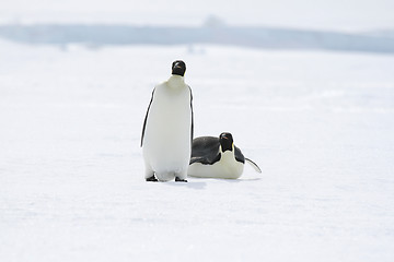 Image showing Emperor penguins (Aptenodytes forsteri)