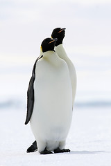 Image showing Emperor penguins (Aptenodytes forsteri)